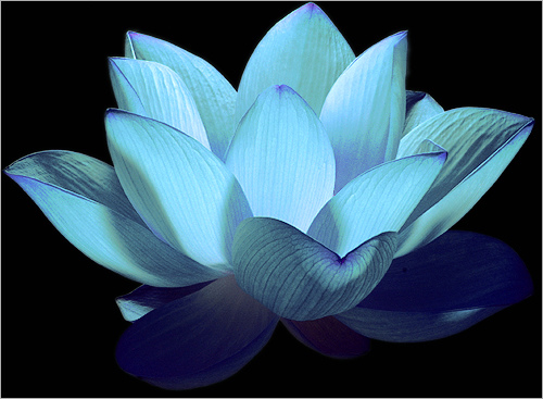 Pink, White & Blue Lotus Absolute