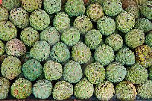 Organic Fresh Custard Apple