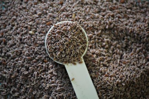 Psyllium seeds