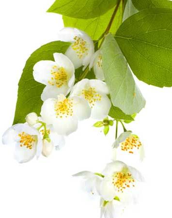 Fresh Jasmine Flower