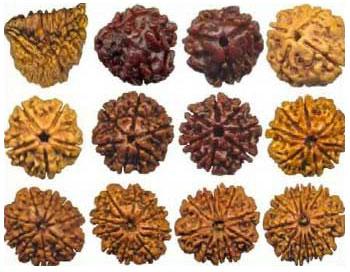 Rudraksha Beads