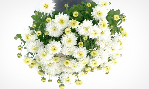 Chrysanthemum Plant