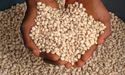 Cowpea Seed