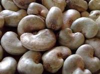 Cashew Nuts With Shell