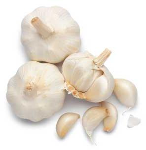 Garlic