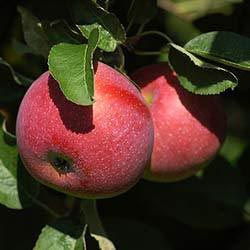 Apple Ripe Liquid Flavours