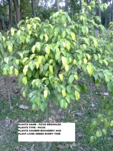 Ficus Plants