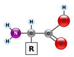 Amino Acid Powder