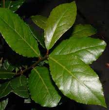 Bay leaf, Usage/Application : Curries, Soups, Stews, Spice Blends