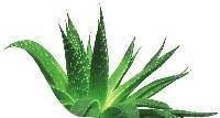 Aloe vera leaf