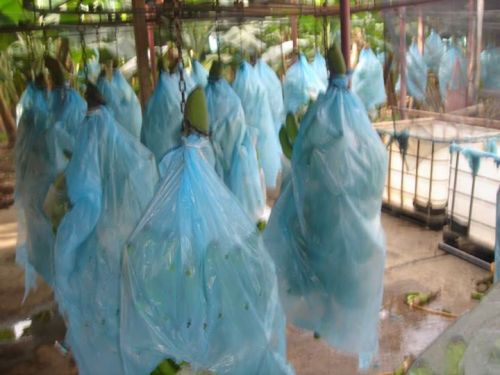 Organic Green Cavendish Banana