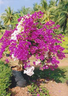 Bougainvillea Plant