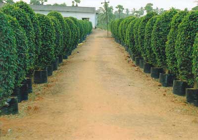 Ficus Black Plant