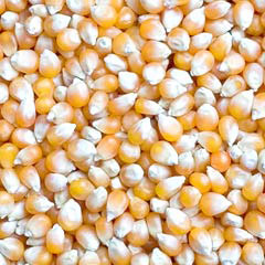 Maize, Brand Name : Omkar