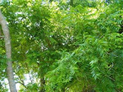 Azadirachta Indica Extract