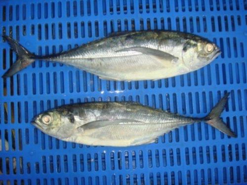 Sell Frozen Horse Mackerel