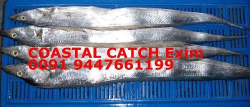 Sell Frozen Ribbonfish