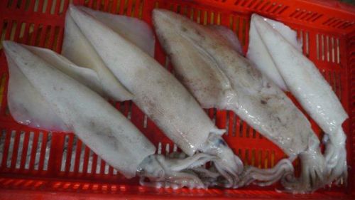 Frozen Squid, Packaging Type : 10 X 2Kg Blocks With 10% Glaze