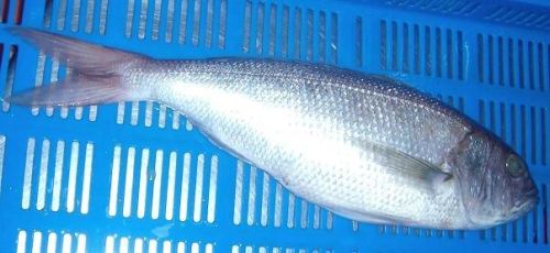 Frozen White Snapper, Packaging Type : Up On Request