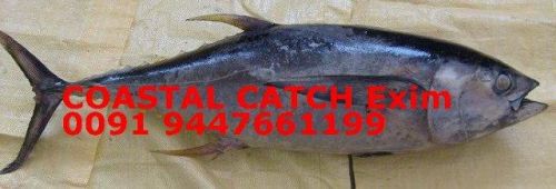 Frozen Yellow Fin Tuna