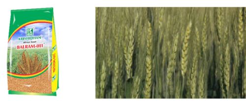 Wheat, Broken Ratio : 1-3%