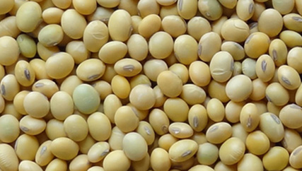 Soybean