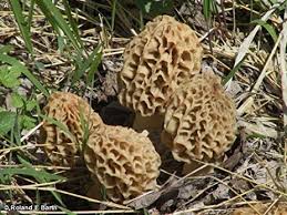 Morels Mushroom