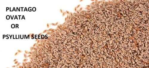 Psyllium Seed