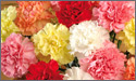 Carnations Flowers