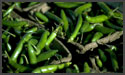 Green Chillies