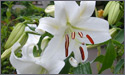 Liliums/Lilys Flowers