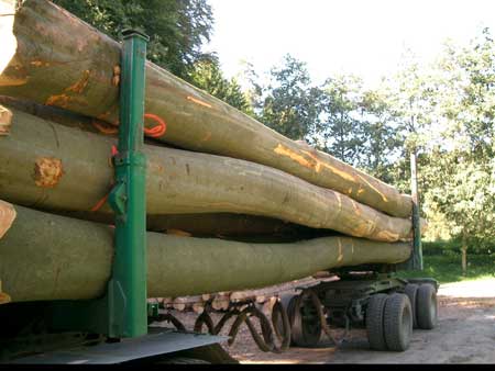 Beech Wood Logs