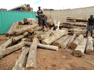 Sudan Teak Logs
