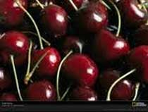 Fresh Cherries