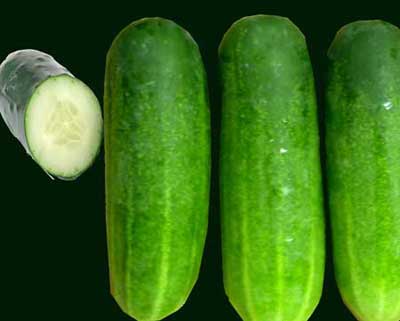 Fresh Cucumber,fresh Cucumber