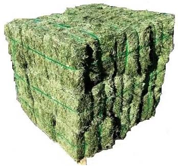 Alfalfa hay bales