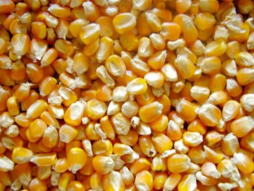 Yellow corn, Storage : Cool, Dry Place