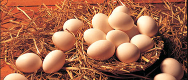 Eggs, Application : Food Consumption