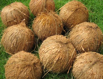 Coconut