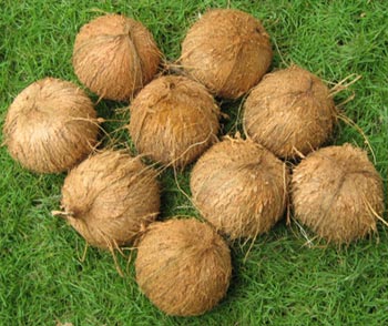 Coconut
