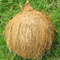 Hard Common Fresh Coconuts, For Pooja, Form : Solid