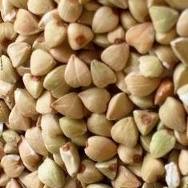 Buckwheat