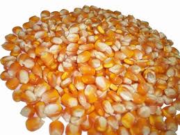 Yellow corn, Seed Type : Hybrid