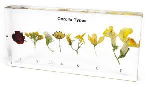 R.B. Embedded Specimen