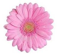 Pink Gerbera Flower