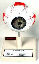 Plastic Human Eye Model, Feature : Accurate Design, Crack Proof, Durable, Light Weight, Optimum Finish