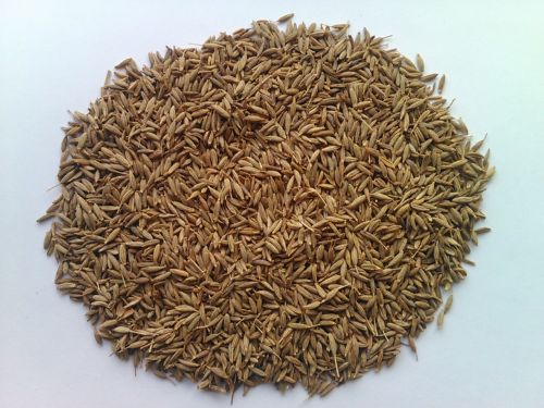Cumin Seeds Europe Quality, Purity : 99.90%