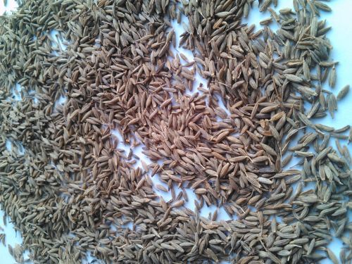Cumin Seeds Singapore Quality 98%