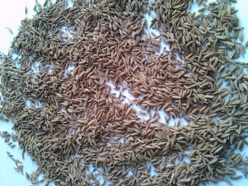 Cumin Seeds Singapore Quality 99%