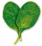 Dehydrated spinach powder